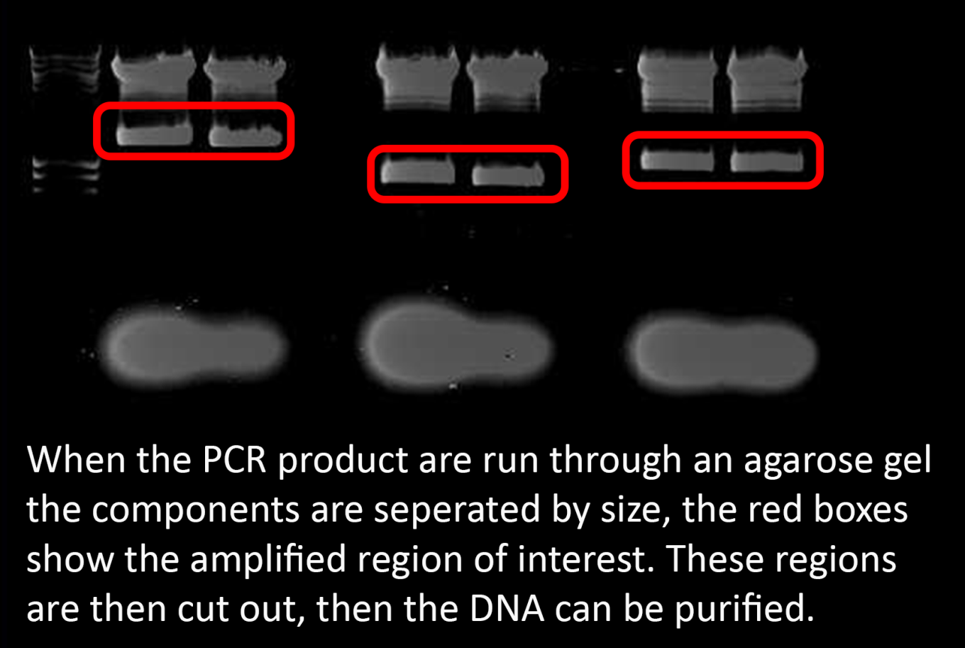 gel bands confirming regions of interest