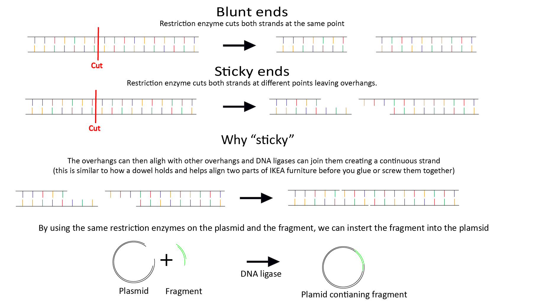Cartoon showing how DNA is stuck together